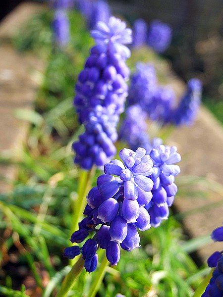 File:Purple hyacinth.jpg