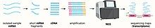 First, cellular mRNA is extracted and fragmented into smaller mRNA sequences, which undergo reverse transcription. The resulting cDNAs are sequenced on a Next Generation Sequencing (NGS) platform. The results of such sequencing allow the generation of transcriptomic sequencing genomic maps.