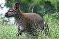 Red-necked wallaby at the Blank Park Zoo