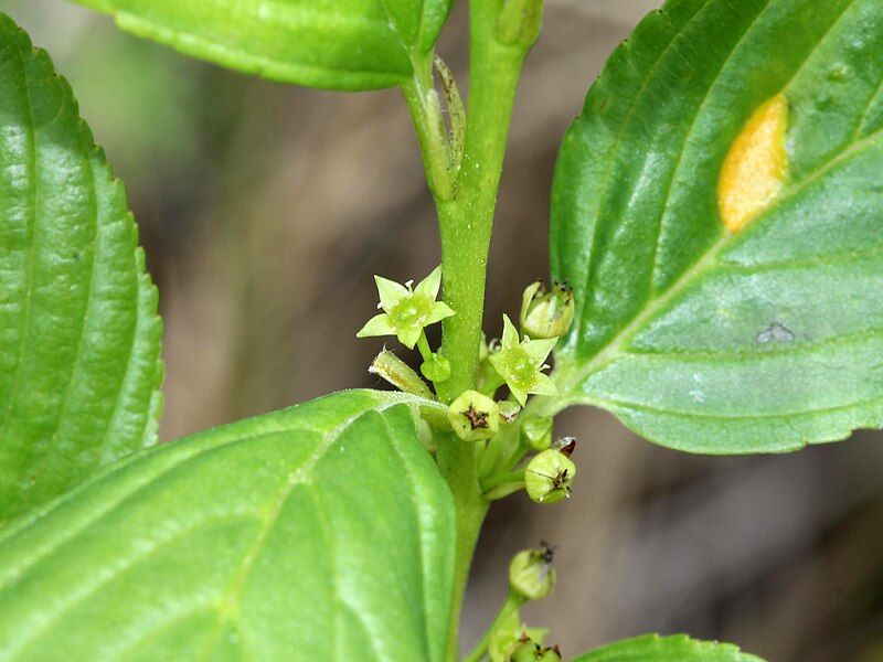 File:Rhamnus alnifolia 5473175.jpg