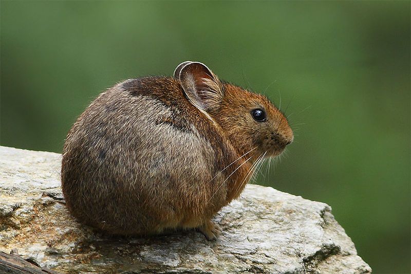 File:Royle'sPika-Ochotona roylei-Tungnath-Uttarkhand-India-3thJune2013.jpg