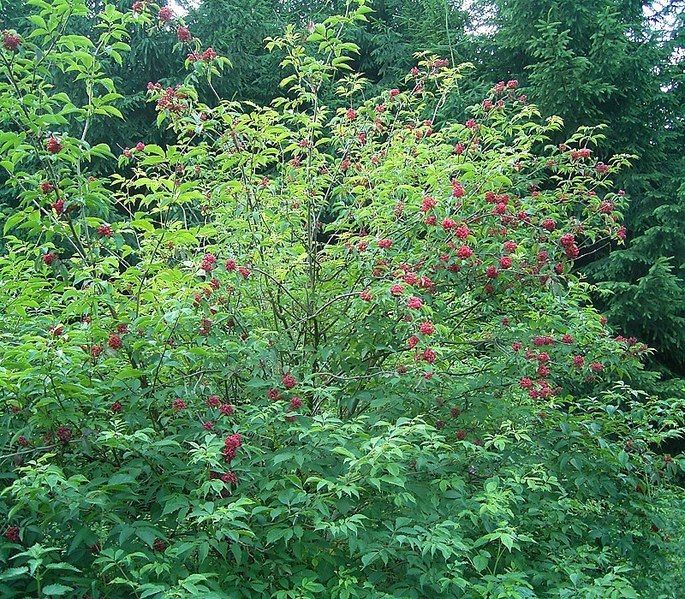 File:Sambucus racemosa ies.jpg