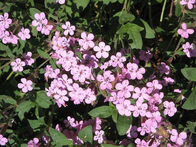 File:Saponaria ocymoides03.jpg