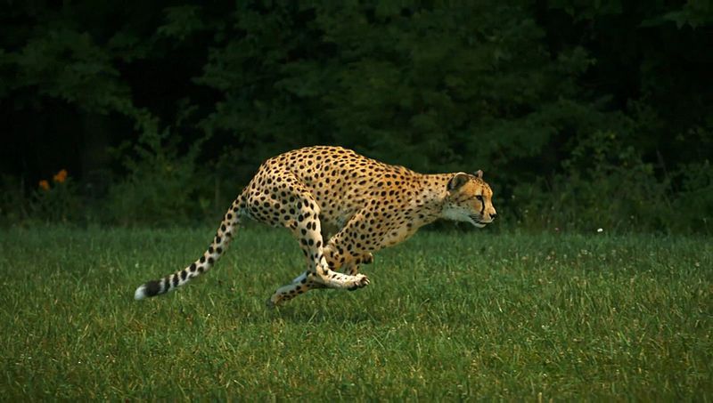 File:Sarah (cheetah).jpg