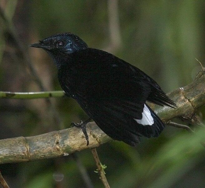 File:Silktail taveuni june2008.JPG