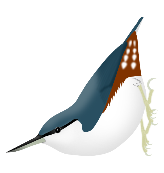 File:Sitta arctica.svg