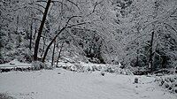 A snow covered forest near Thalisain