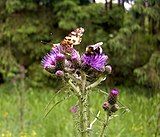 Cirsium palustre, marsh thistle