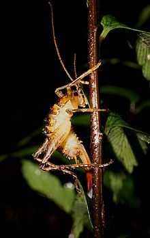 Adult female