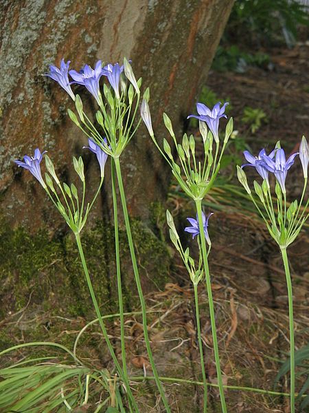 File:Triteleia Koningin Fabiola004.jpg