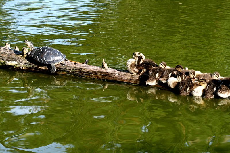 File:Turtle ducklings.jpg