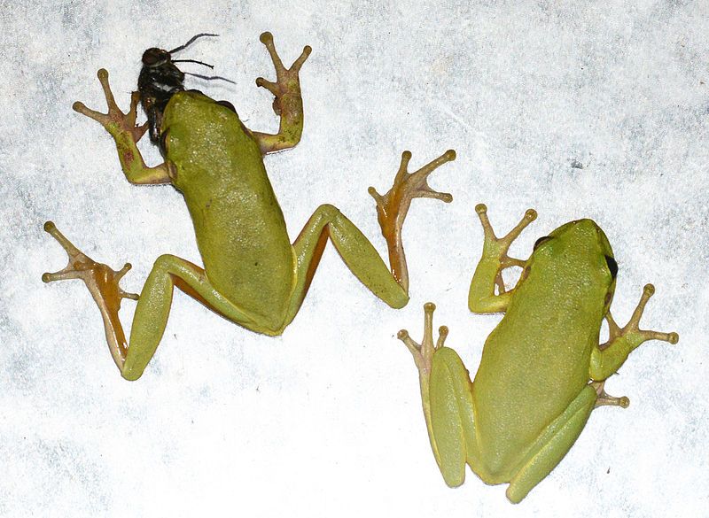 File:Two frogs cropped.jpg