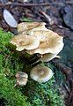 10 - Armillaria