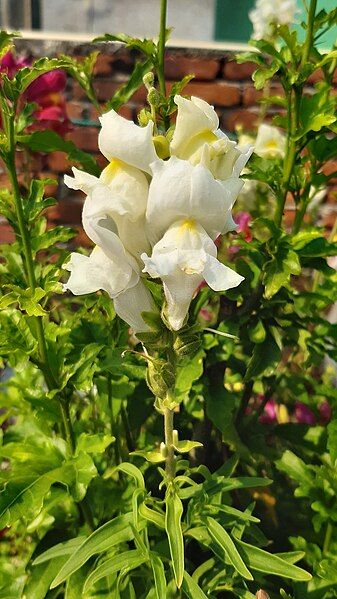 File:White-Snapdragon-Flower(Antirrhinum majus) 05.jpg