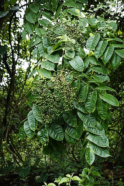 File:Zanthoxylum rhetsa 6647.jpg