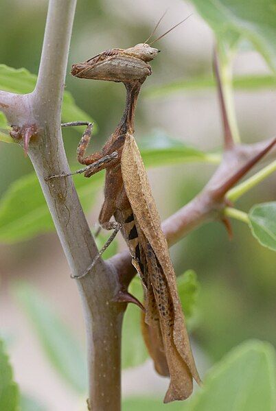 File:1500leafmantis DSC4582 DxO.jpg