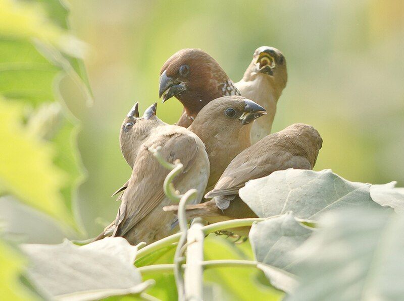 File:Adult feeding youngs.jpg