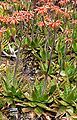 Aloe saponaria