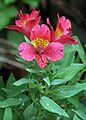 Image 14 Alstroemeria Photograph: Muhammad Mahdi Karim Alstroemeria × hybrida, an Alstroemeria hybrid, at the Lal Bagh Botanical Gardens in Bangalore, India. The genus consists of some 120 species and is native to South America. More selected pictures