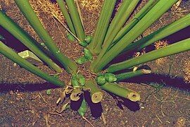 Flower buds