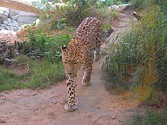 An endangered Arabian leopard, which used to be recorded in the mountainous region of the country[26][27]