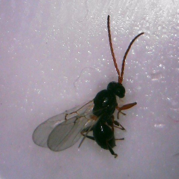 File:Andricus quercuspetiolicola.jpg