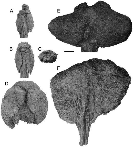 File:Ankylosaurid tail clubs.png