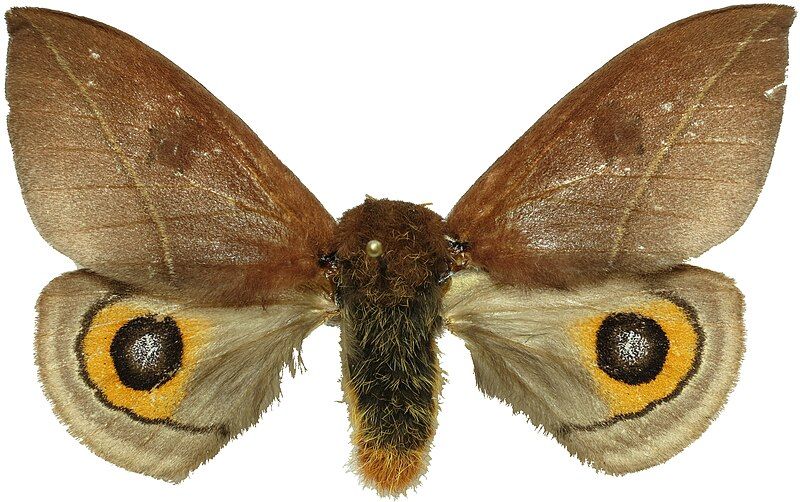 File:Automeris naranja female.jpg