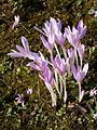 Colchicum autumnale & Cyclamen hederifolium