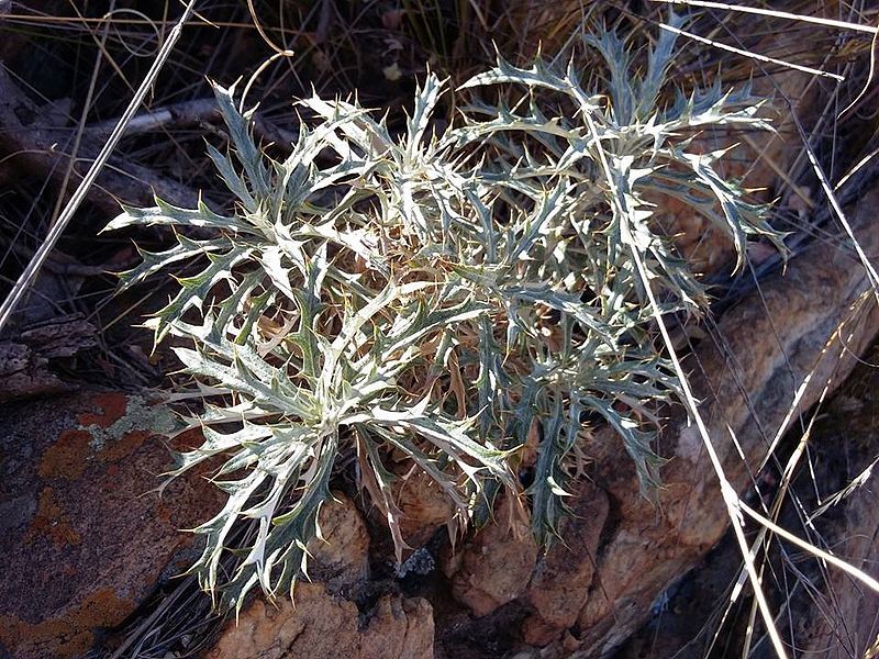 File:Berkheya carlinopsis magalismontana02.jpg