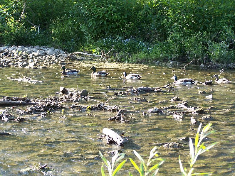 File:Beyond-the-bridge-there-are-ducks!.jpg