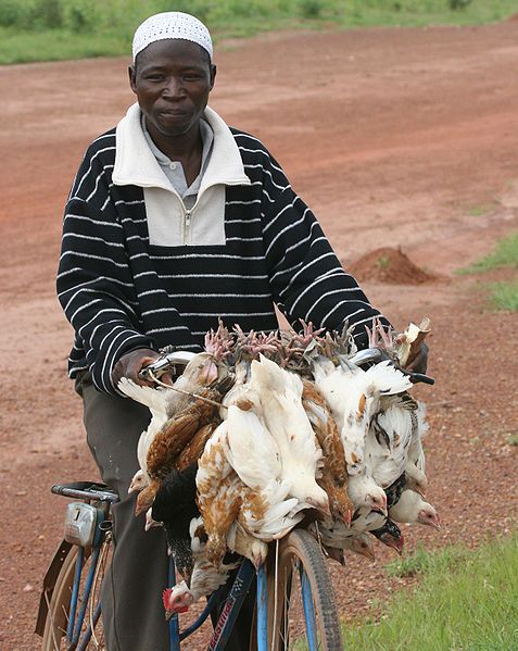 File:Bike with chickens.jpg