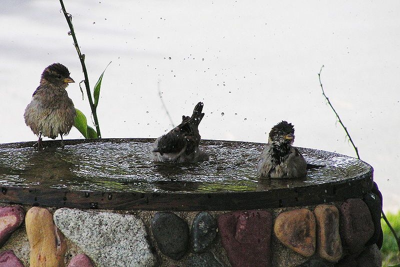 File:Birds bathing-c.jpg