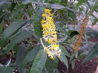 Buddleja madagascariensis – flowers and foliage