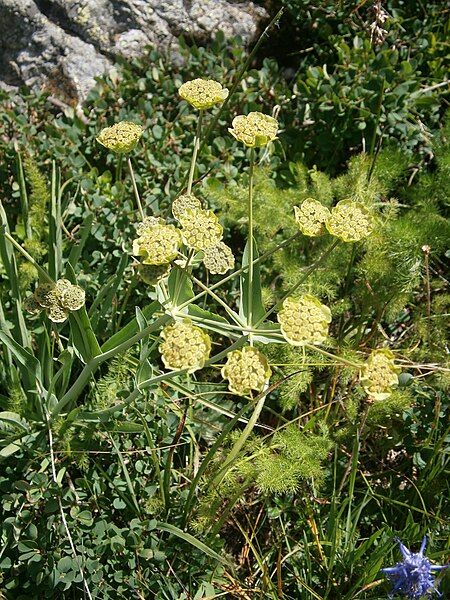 File:Bupleurum stellatum 2022.JPG