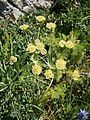 Bupleurum stellatum