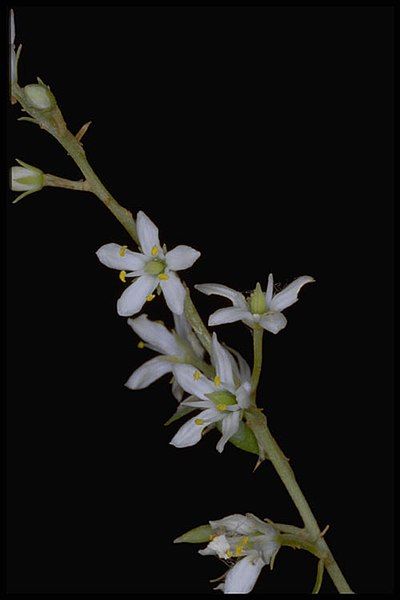 File:Bursaria reevesii flowers.jpg