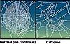 Webs built by the same spider before (left) and after taking caffeine. Image can be improved