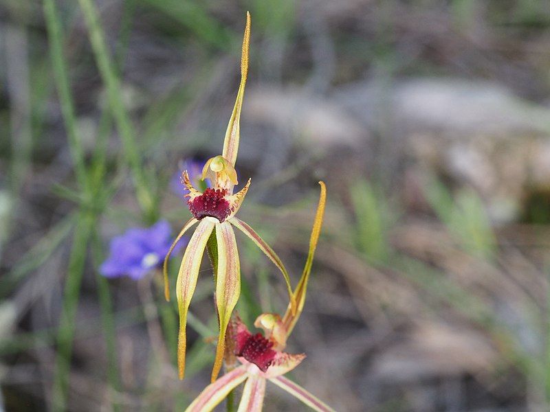 File:Caladenia longiclavata 03.jpg