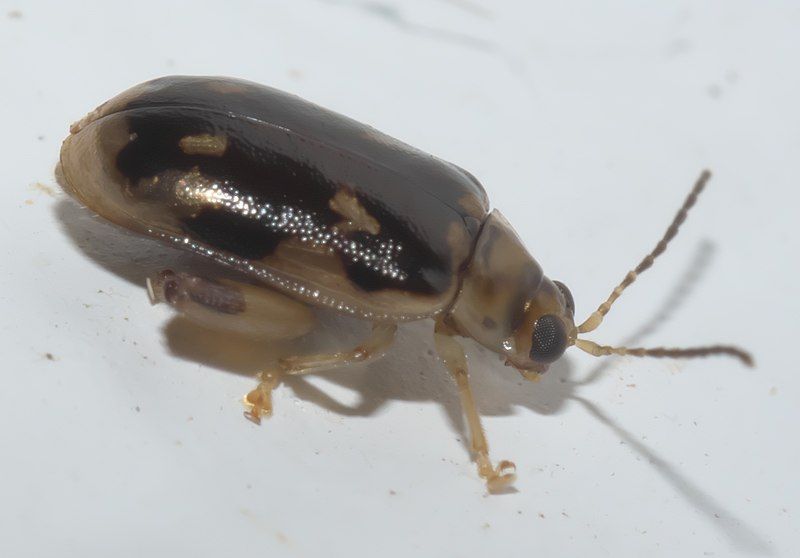 File:Capraita scalaris P1310623a.jpg