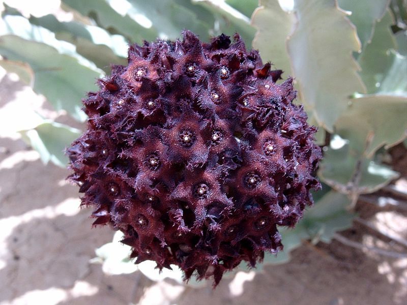 File:Caralluma acutangula Bild0685.jpg