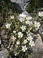 Cerastium alpinum