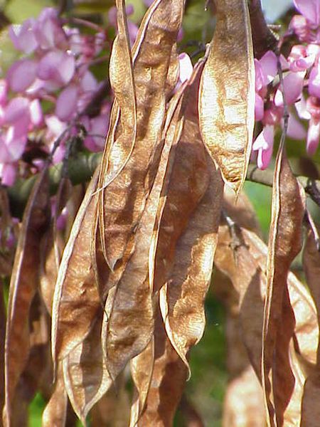 File:Cercis siliquastrum0.jpg