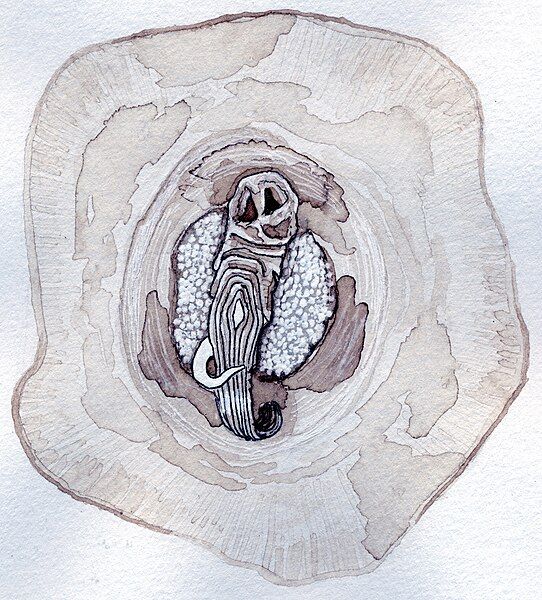 File:Chelonibia testudinaria bottom.jpg