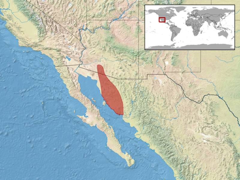 File:Chionactis palarostris distribution.png