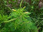 Flower buds and Fruits of Cleome viscosa