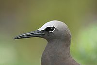 Common Noddy