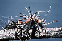 Cordyceps beginning its fruiting growth from a wasp