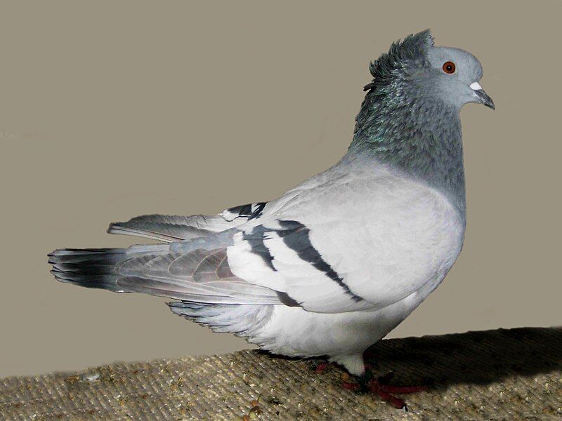 File:Crested soultz(silver barred).jpg