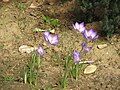 Crocus goulimyi clump